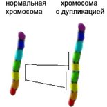 Хромосомные перестройки - дупликации.