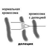 Хромосомные перестройки - делеции