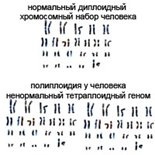 Полиплоидия у человека. Тетраполиплоидия. Тетраплоидный ненормальный хромосомный геном.